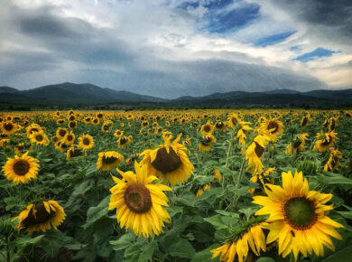 Field of sunflowers and mountains in Bulgaria